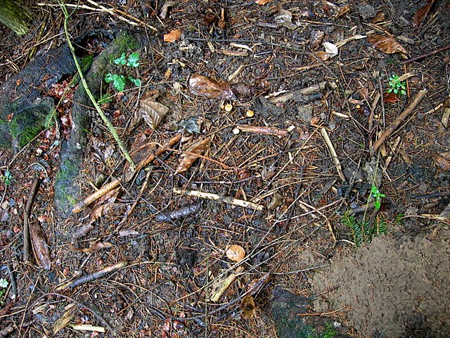 Galerina spec. Cod.: DSCN 9473